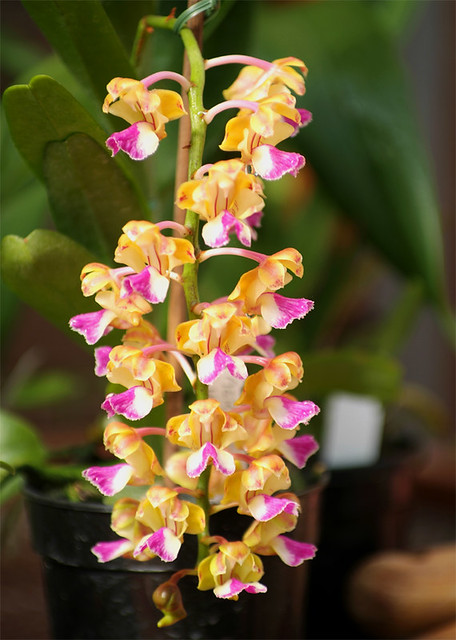 Aerides houlletiana 1