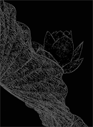 Black Lotus Flower Drawing sketch