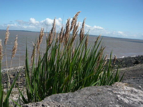 Estuary grass