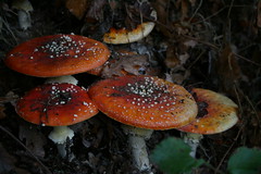 Setas / mushroom / cogumelos