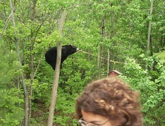 Bear in Aunt Joyces yard.