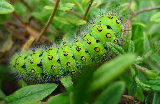 Green Hairy Caterpillar 12