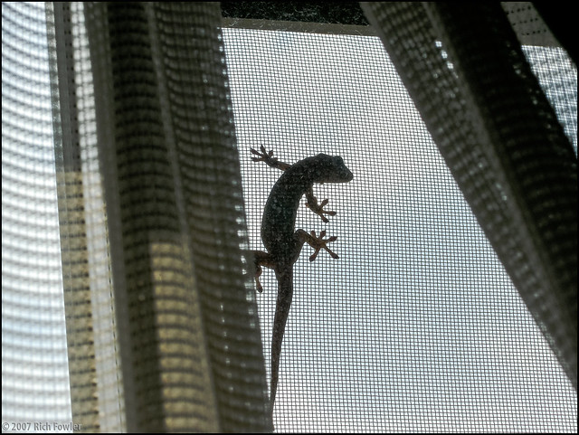 Lizard on the window