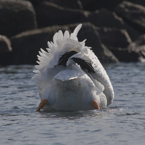 American White Pelican (Pelecanus erythrorhynchos ) (bird) in Mo
