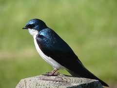 Tree Swallow Profile
