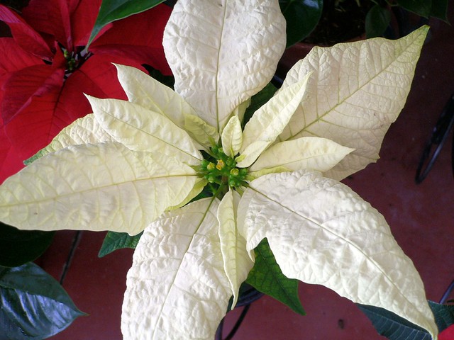 White Euphorbia pulcherrima (Poinsettia)