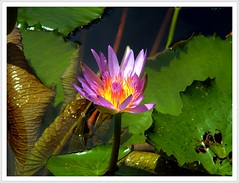 Bali - Lotus flowers