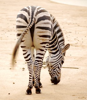 Zebra's Ass