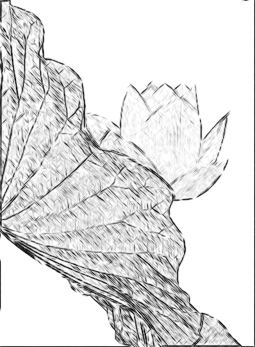 Lotus Flower and leaf Photo based pencil charcoal Sketch