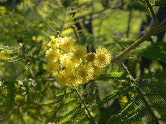 Acacia dealbata - Mimosa