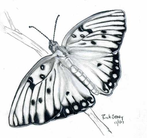 This is a drawing from a Butterfly picture my wife took in our front yard