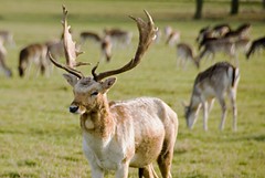 Richmond Deers