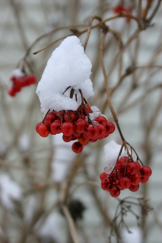 Snow on Red Berries