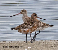  GODWITS Bar-tailed & Red KNOTS