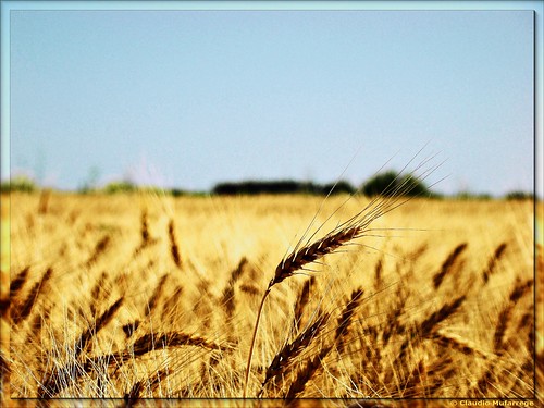 Trigales / Wheat fields