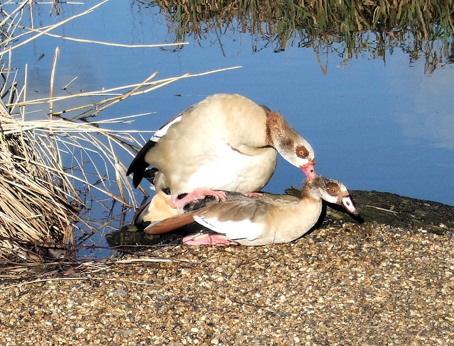 Egyptian Geese Mating At The Barnes Wetland Centre London Flickr Photo Sharing