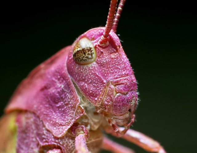 Pink Grasshopper?
