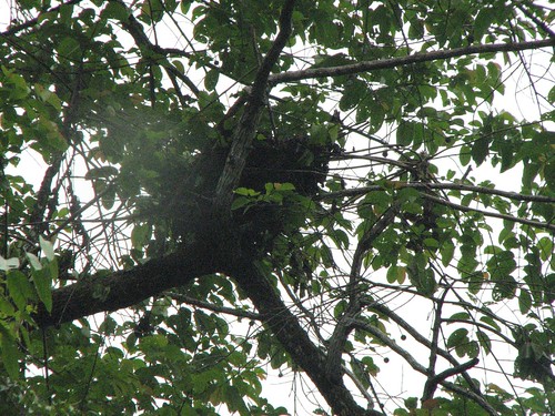 Orangutan Nest