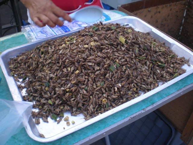 Comida "exótica",  comer insectos en Bangkok, Tailandia - Foro Tailandia
