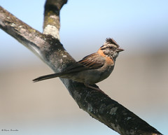 Tico-Tico (Zonotrichia capensis) - Rufous-collared Sparrow - Gorrión Americano, Pichuncho, Chingolo (Arg, Bol, Uru), Chincol (Chi), Copete (Chi), Pichirre