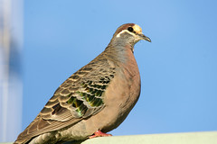 Columbidae - Pigeons and Doves
