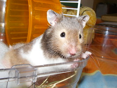Mi pequeño hamster Didufri