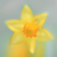 Paasbloemen-Daffodil