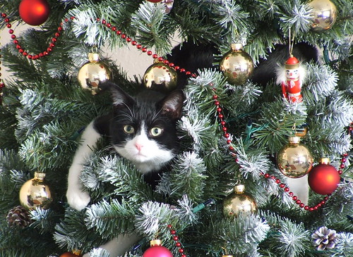 Cat in Xmas Tree