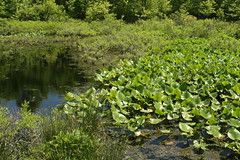 Great Swamp NWR, NJ