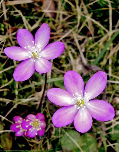 Hepatica nobilis rosa (II)