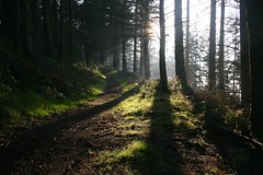 Woodland Trust woods - Coedlannau Coed Cadw