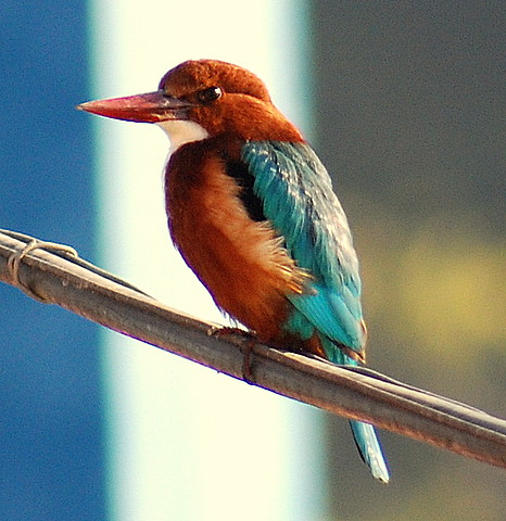 Birds Photos on Kingfisher Bird   Flickr   Photo Sharing