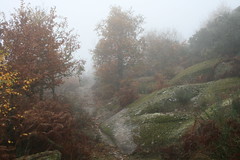 El Bosque y la Niebla