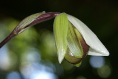 Orquídea Sapatinho.  Paphiopedilum.