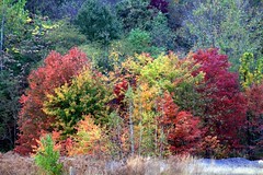 Pennsylvania Fall Foliage 2007