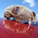 Pine Martens skull