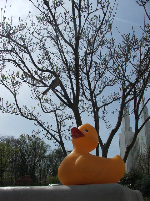 Rubber Duckie at the Washington DC LDS Temple