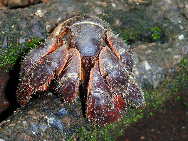 strange hairy hermit crab that lives on land