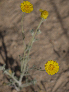 desert marigold