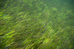 seagrass Halodule uninervis