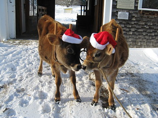 Remick Museum's Christmas calves