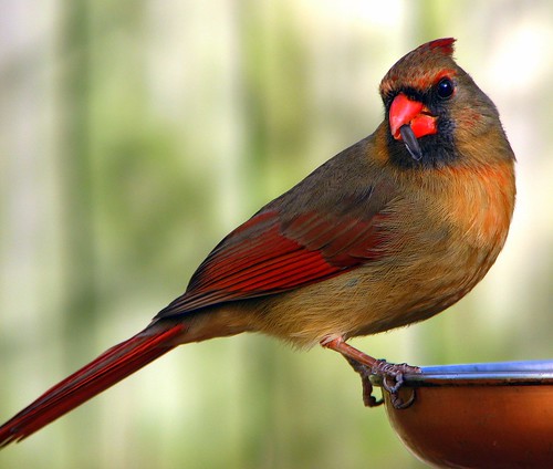 Mama Cardinal