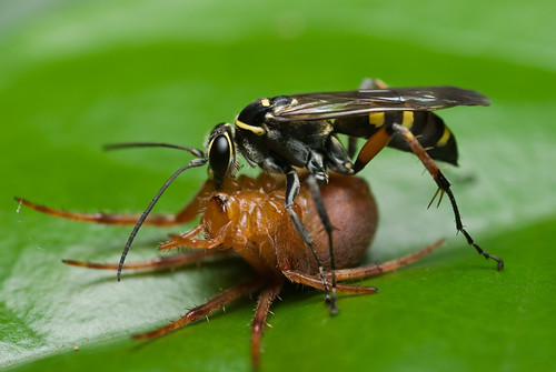 wasp with spider prey DSC_7001 copy