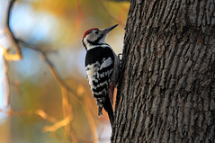 Picidae, Woodpeckers, tikat
