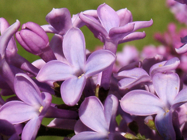 Lilacs1