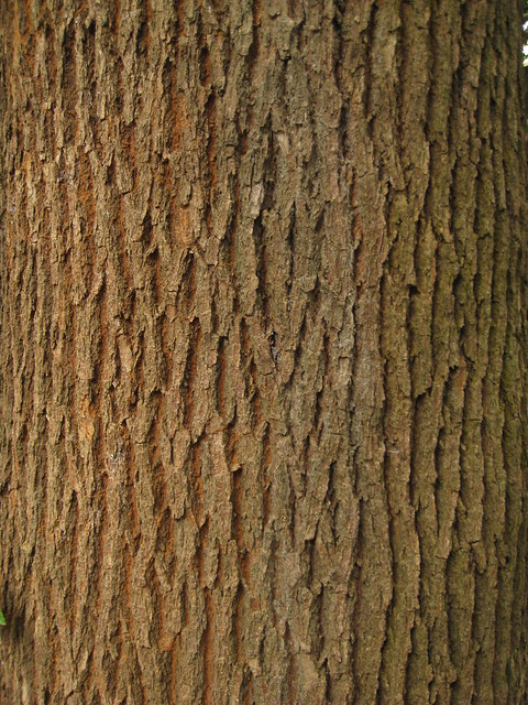Cinnamomum camphora (Camphor Tree)