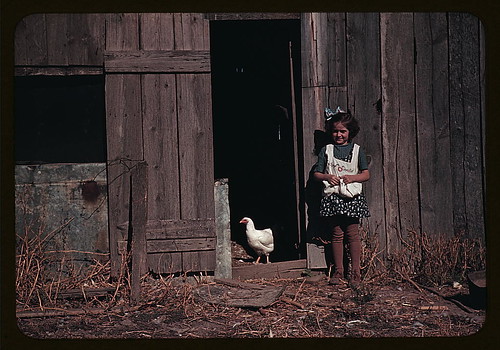 [Girl next to barn with chicken] (LOC)