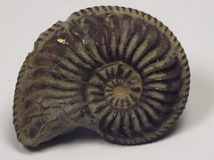 Fossils