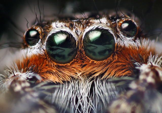 Anterior Median Eyes of a Male Platycryptus undatus Jumping Spider
