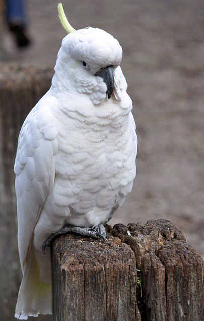 cockatoo posing1